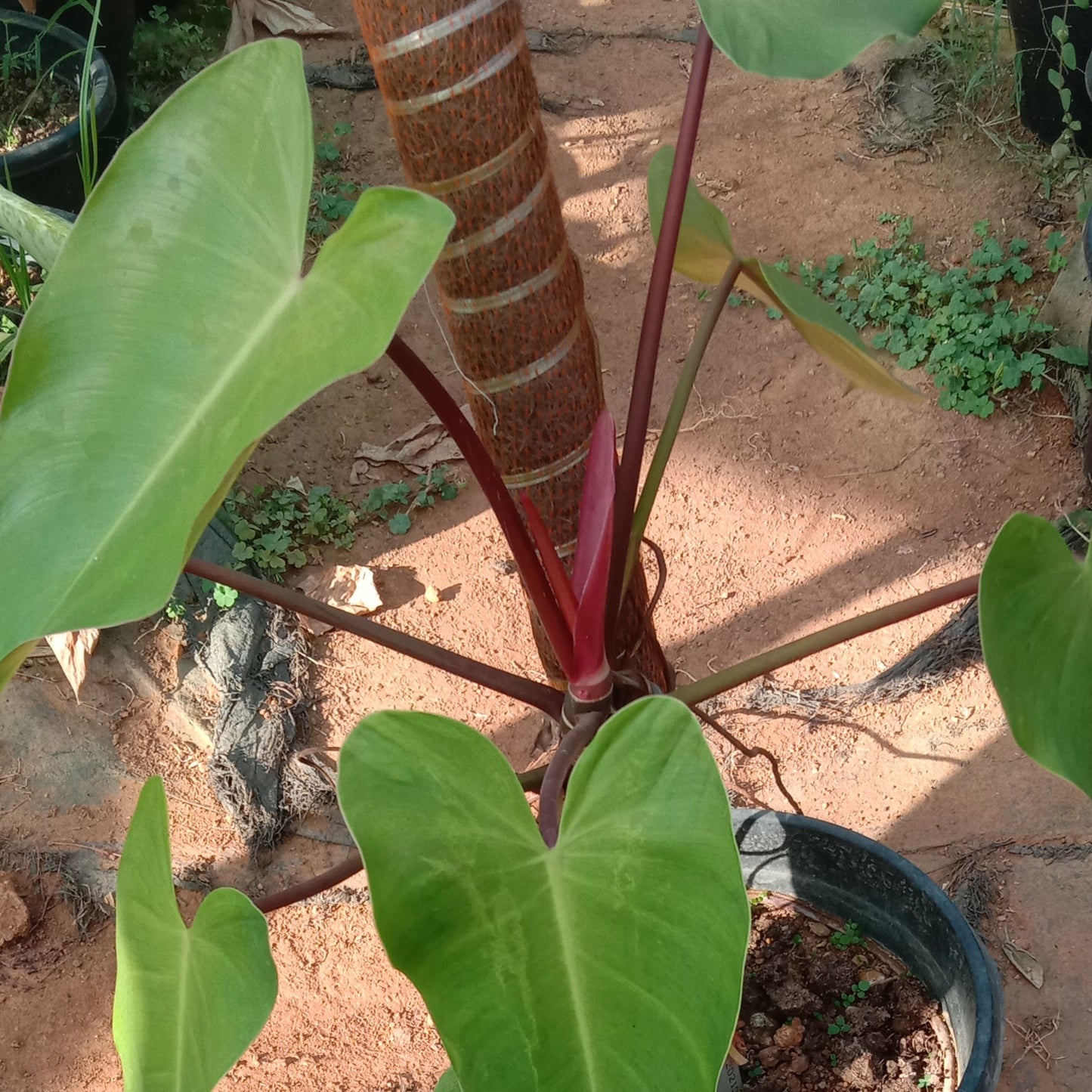 Philodendron red emrald