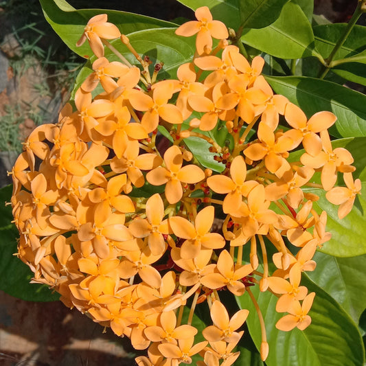 Ixora yellow