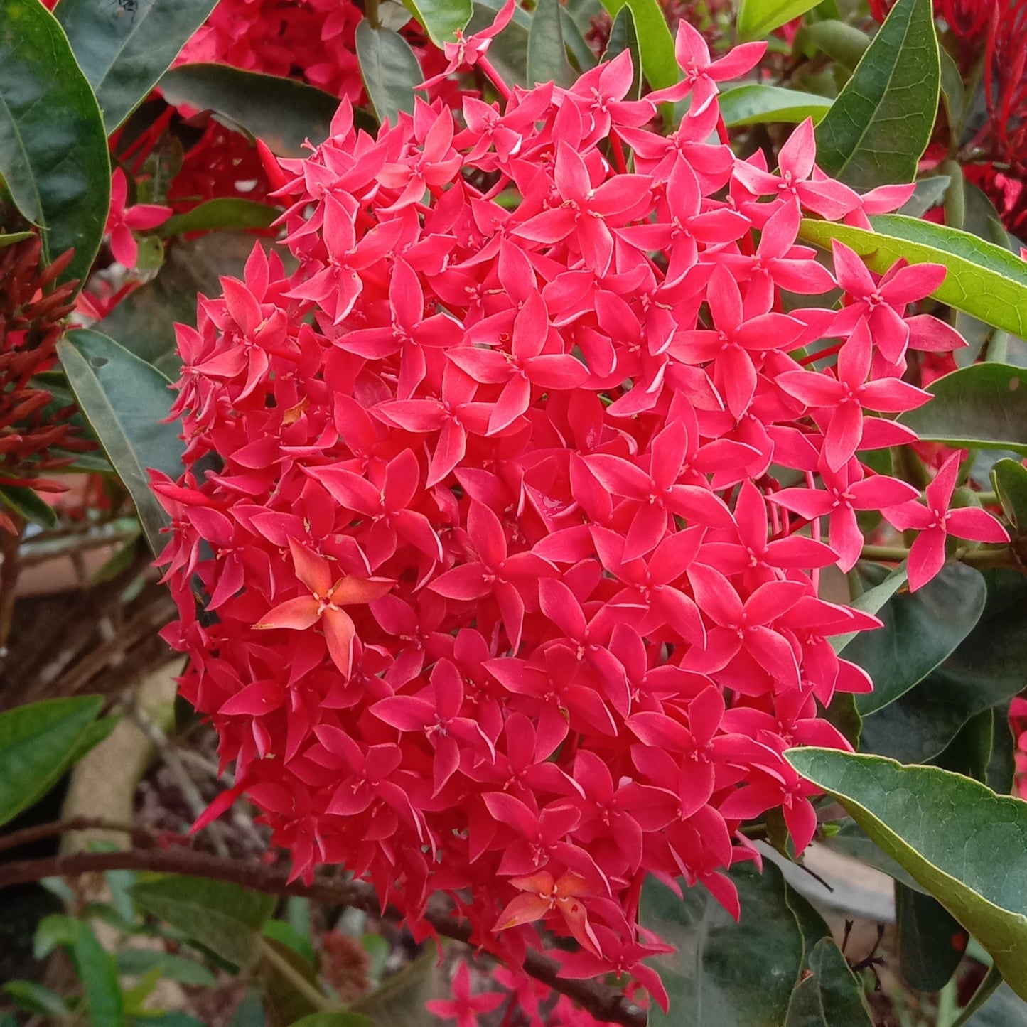 Ixora