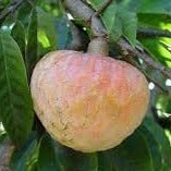 Ramphal (Annona reticulata)