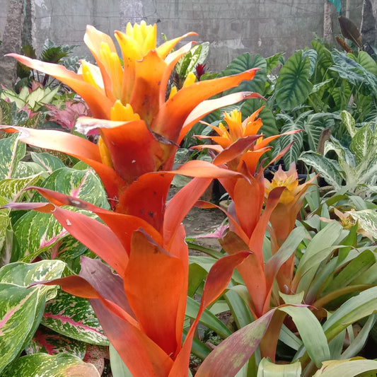 Bromeliad