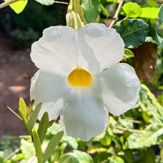 Thunbergia  Erecta white