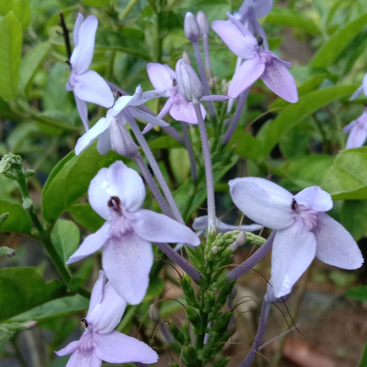 Pseuderanthemum