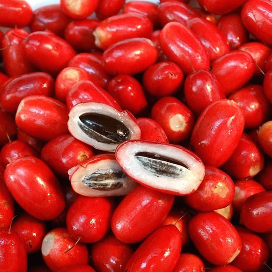 Miracle fruit ( Synsepalum dulcificum )