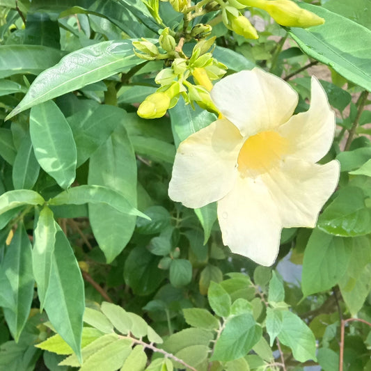 Alamanda yellow