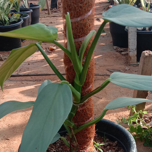 Philodendron silver sword