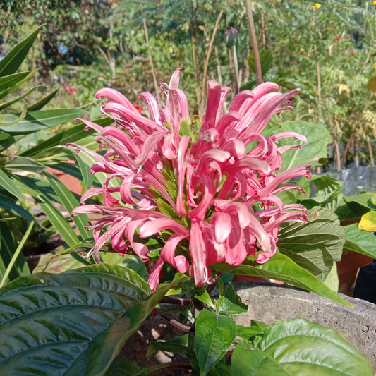 Jacobinia pink