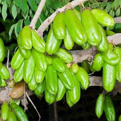 Bilimbi [Averrhoa bilimbi]