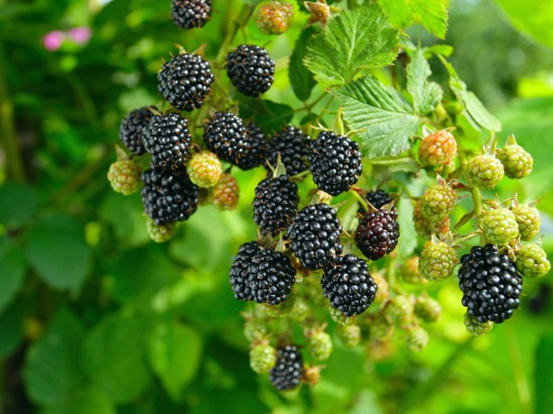 Black berry