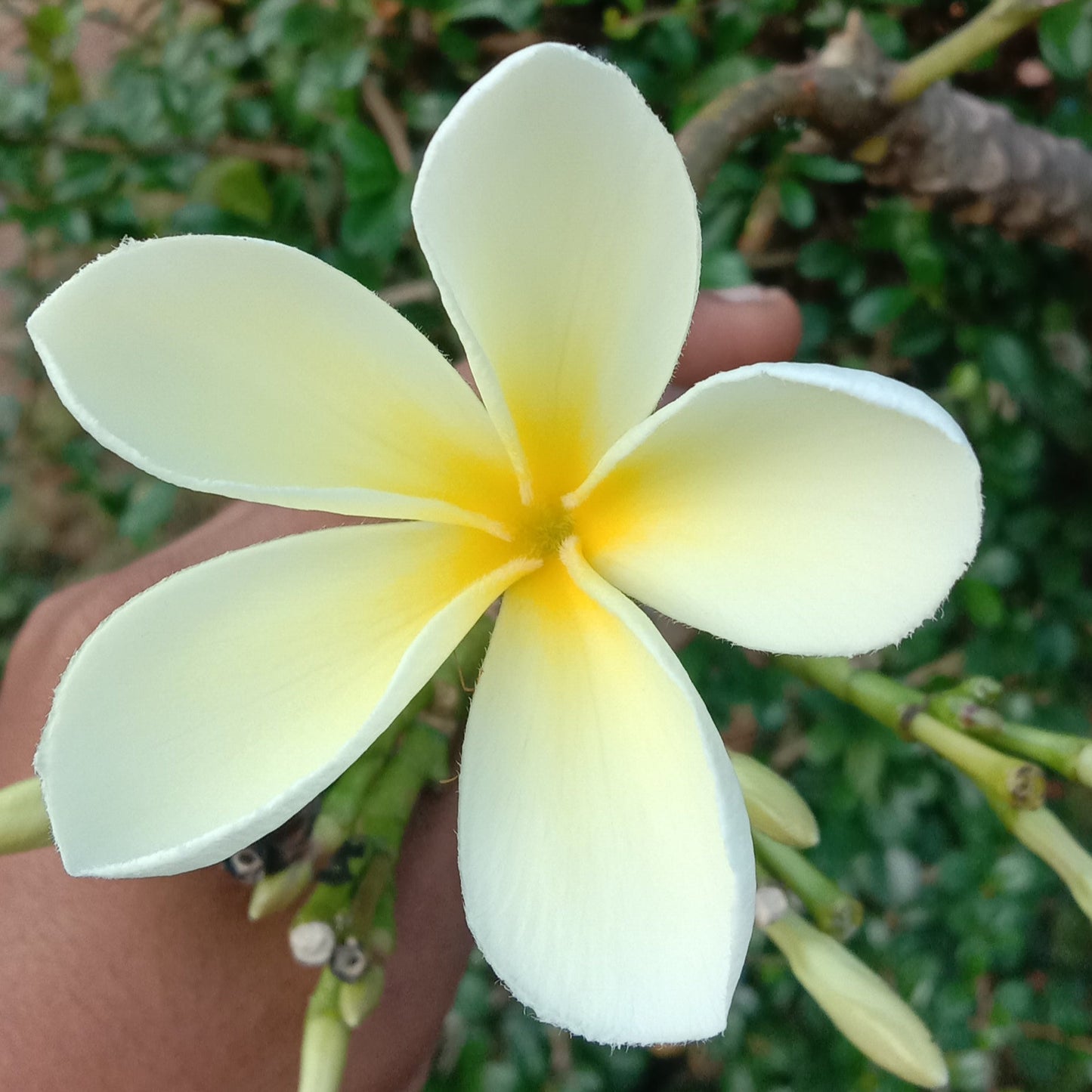 Plumeria yellow