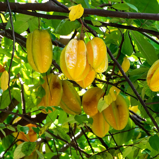 Star fruit