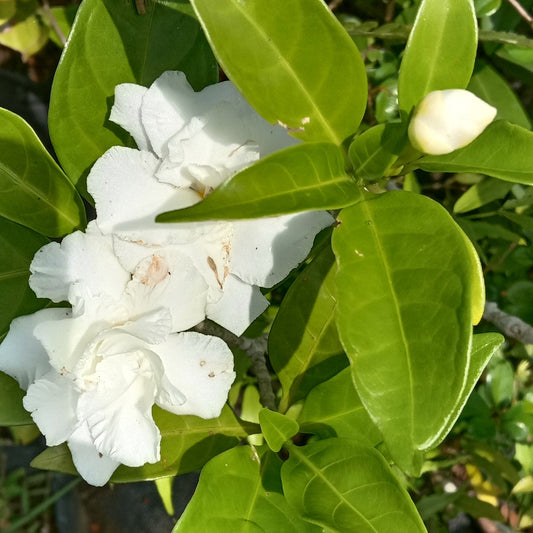 Nandyarvattam double petal (Tabernaemontana divaricata)