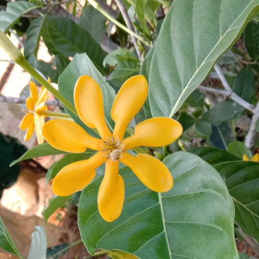 Yellow gardenia