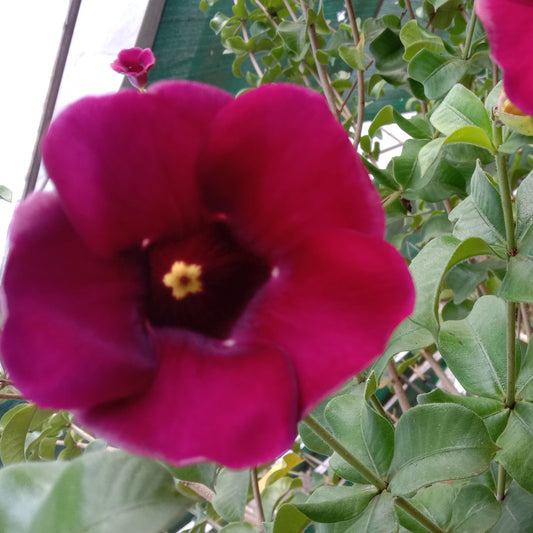 Alamanda red