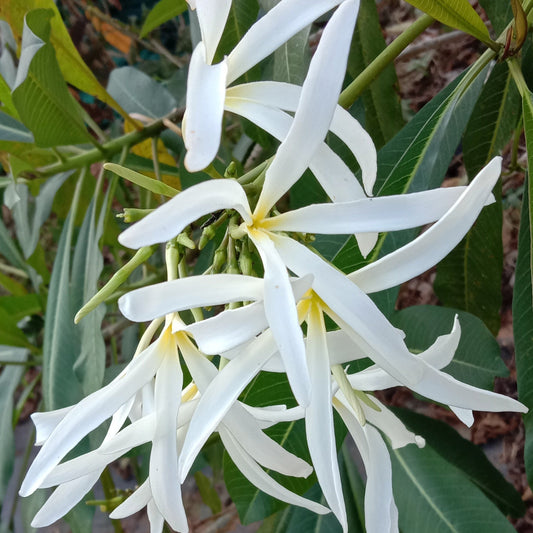 Plumeria Stenopetala