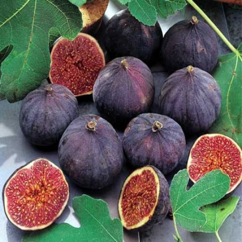 Nadan fig