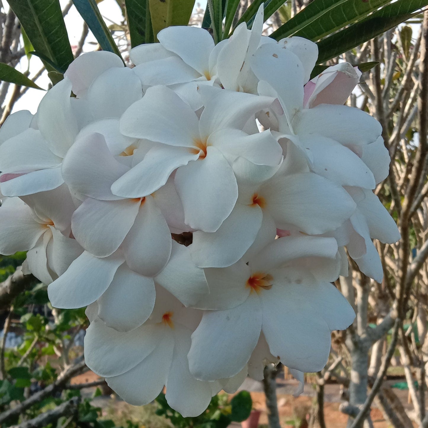 Plumeria