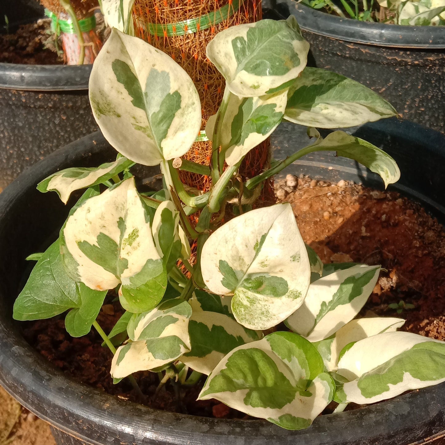 Money plant (Pothos)