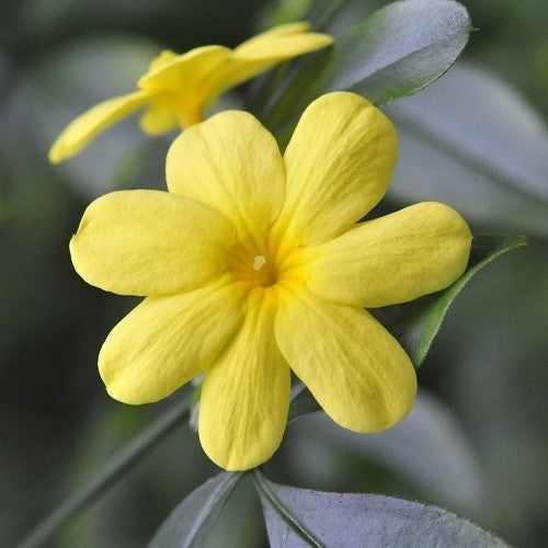 Yellow jasmine