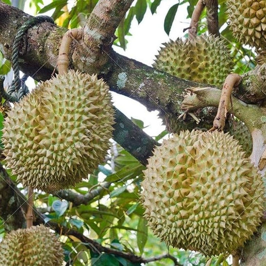 Durian