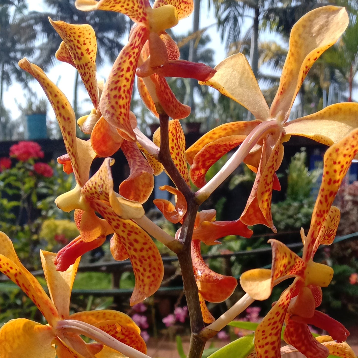 Mokkara orchid