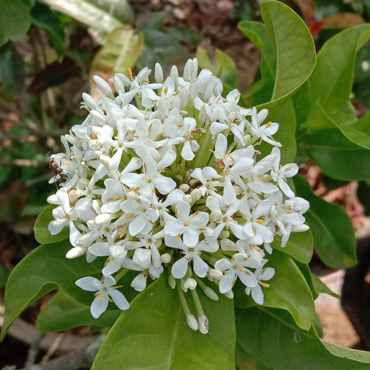 Ixora white