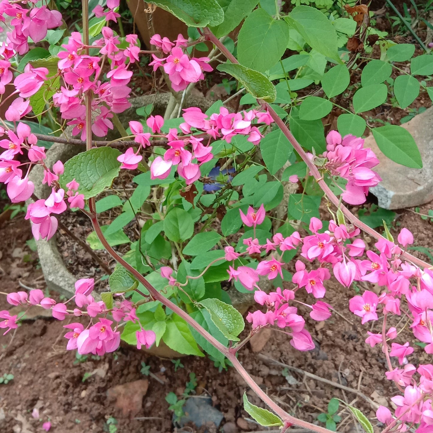 Coral vine