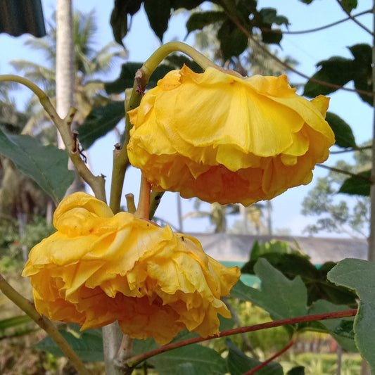 Cochlospermum