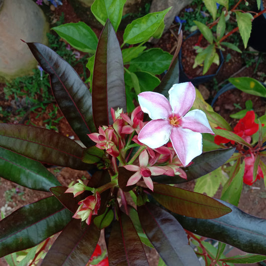 Thailand plumeria