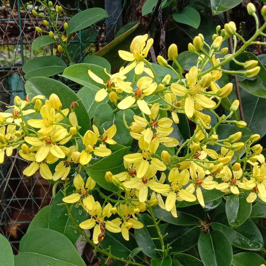 bridal bouquet (yellow)