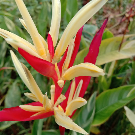 Heliconia