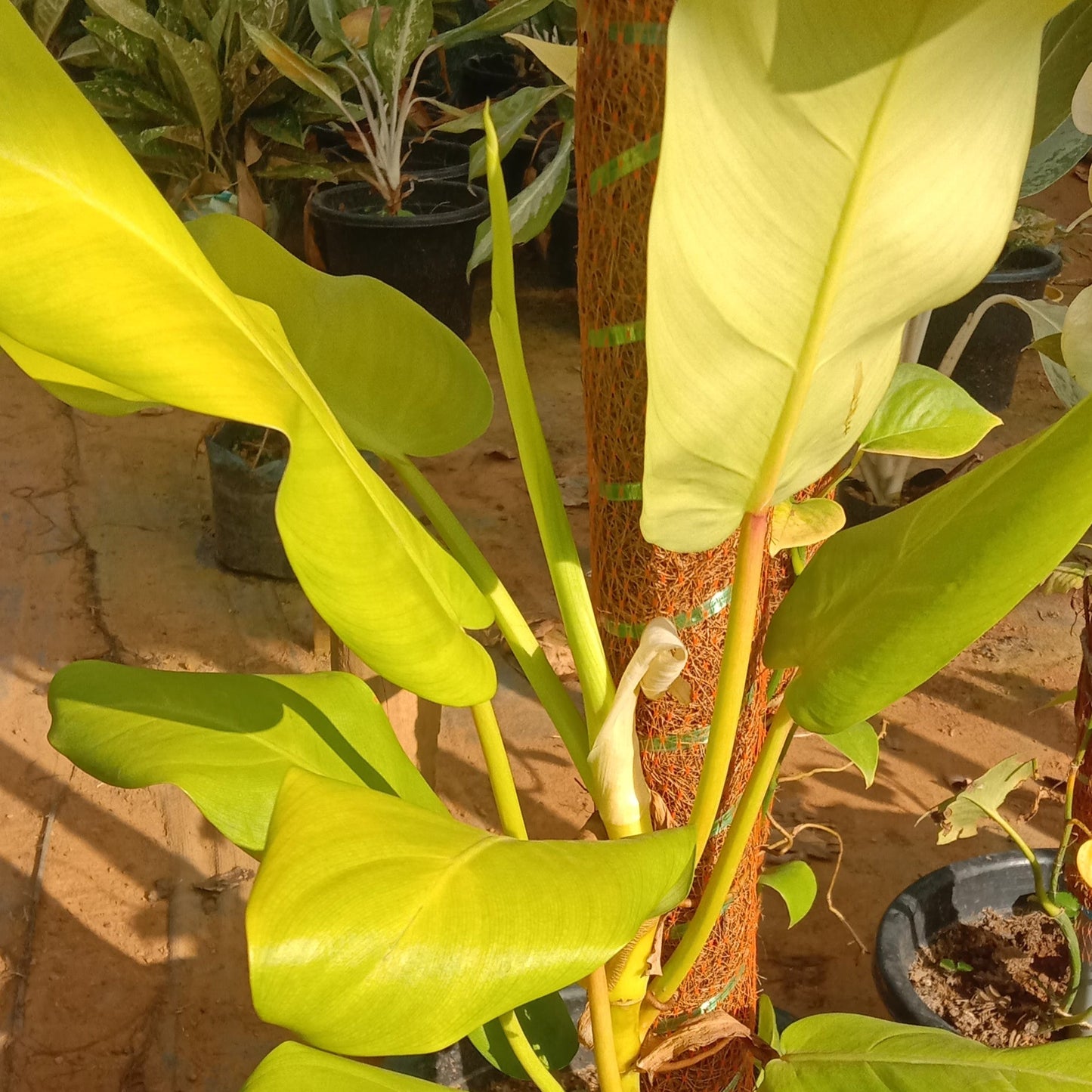 Philodendron golden goddess