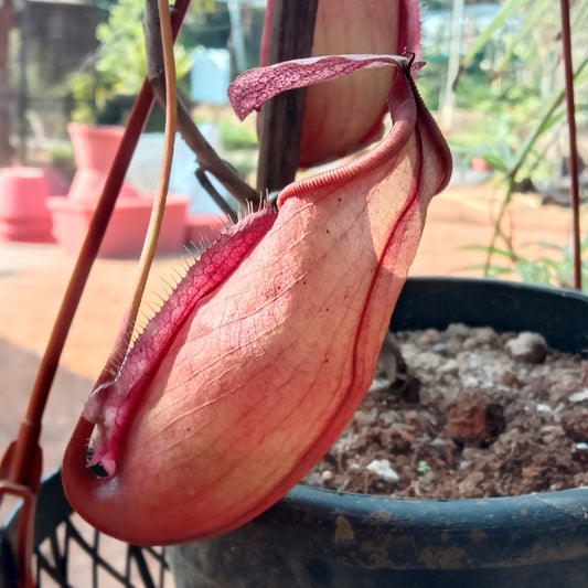 Nepenthes