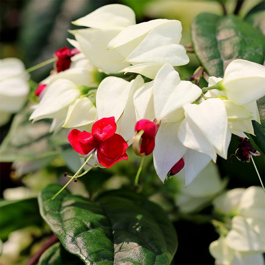 Bleeding heart white