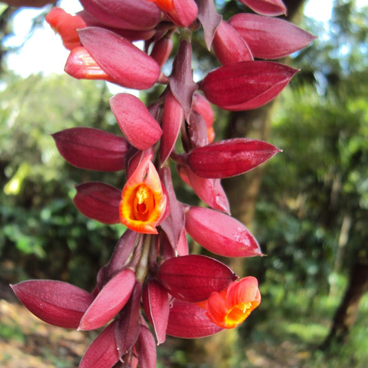 Thumbergia coccinea