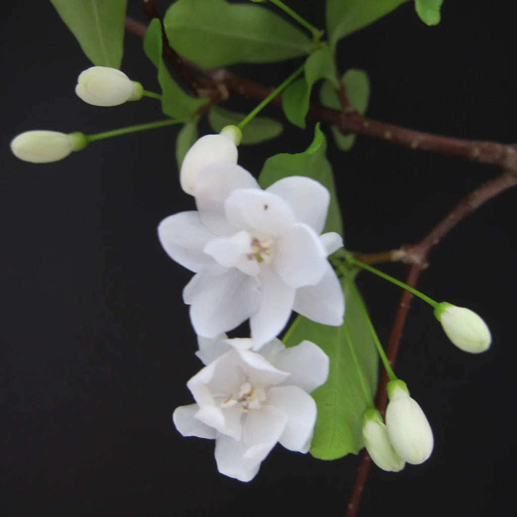 water jasmine double petal